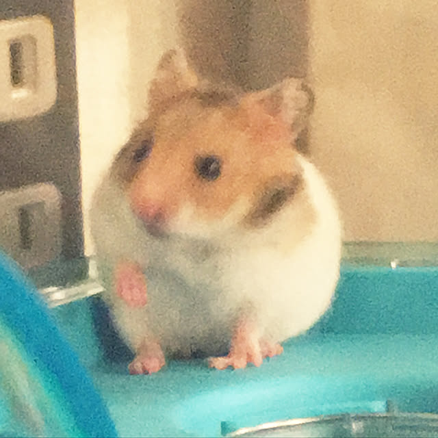 ohanaさんの実例写真