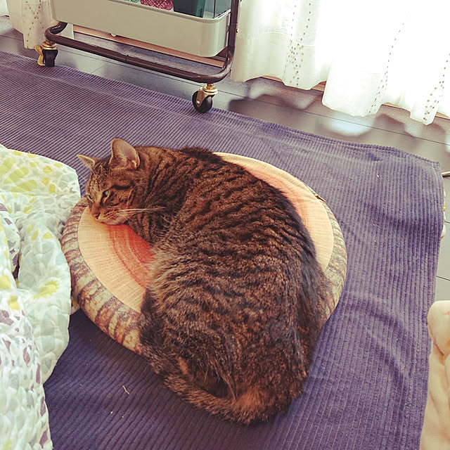 chisa.mioさんの実例写真