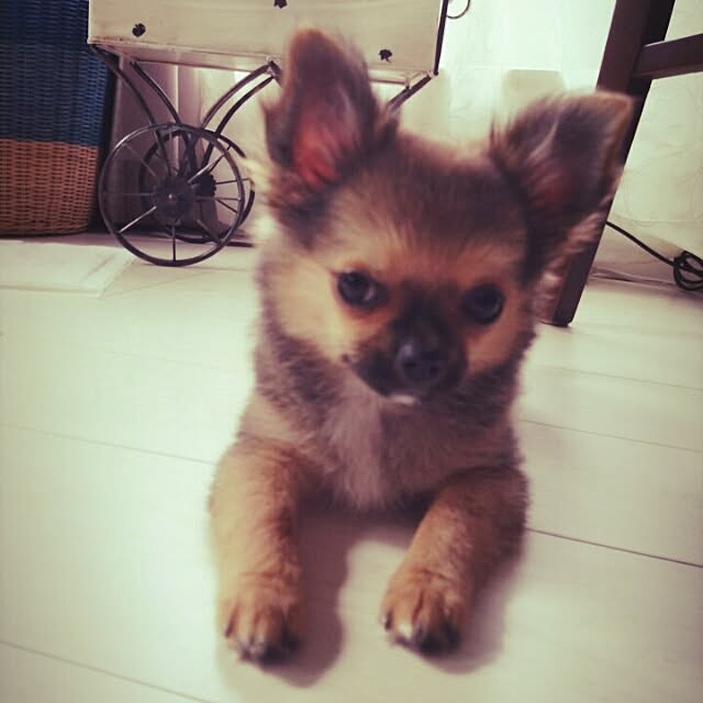 zaianさんの実例写真