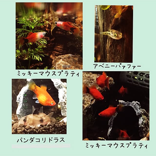gomachanさんの実例写真