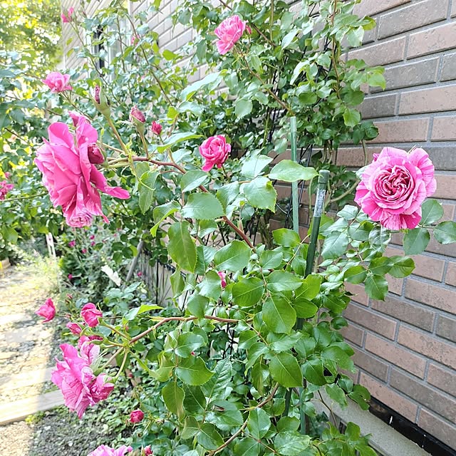 kiraさんの部屋