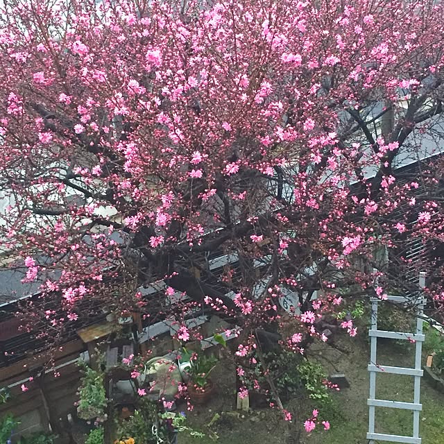 bibianさんの実例写真