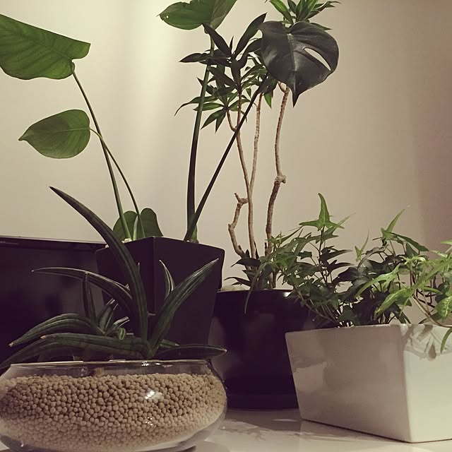 机/観葉植物/照明/植物のインテリア実例 - 2015-03-02 19:31:23