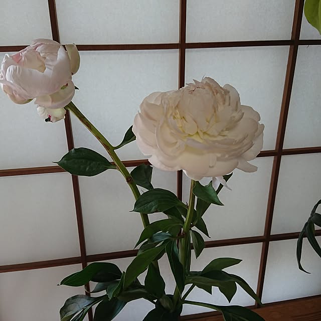 hopkeiさんの実例写真