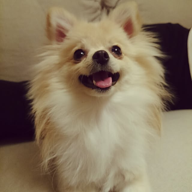 nicoco.さんの実例写真