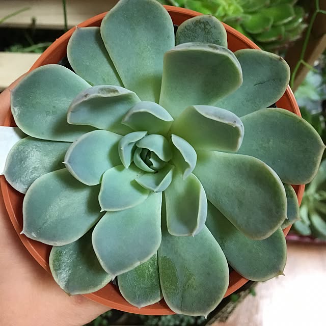 CHIROさんの実例写真