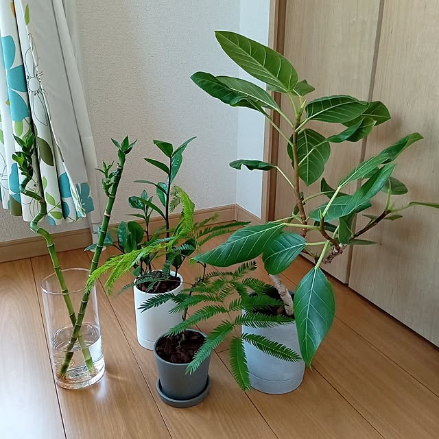 kiyuさんの実例写真