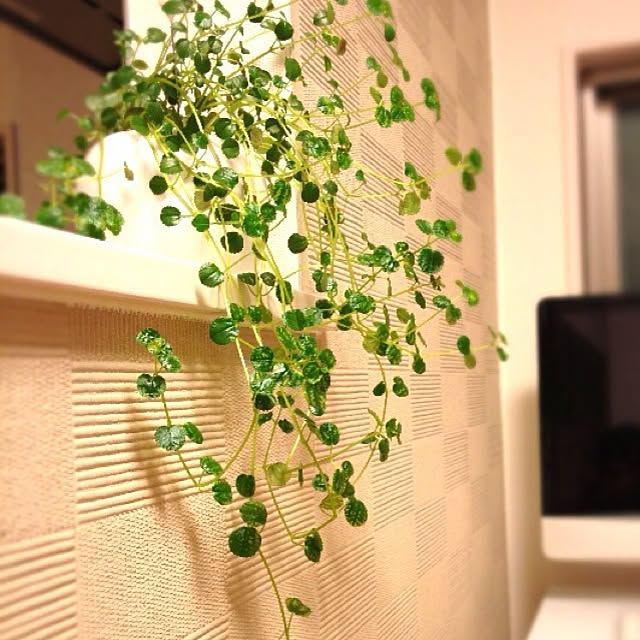 壁/天井/植物のインテリア実例 - 2013-09-27 21:59:16