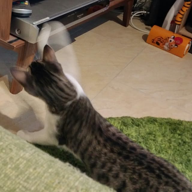 Gomaさんの実例写真