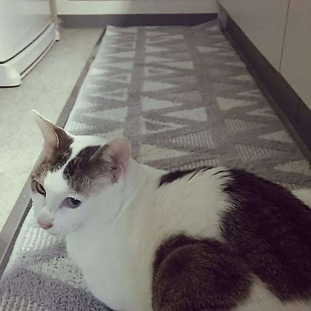 kyaoriさんの実例写真