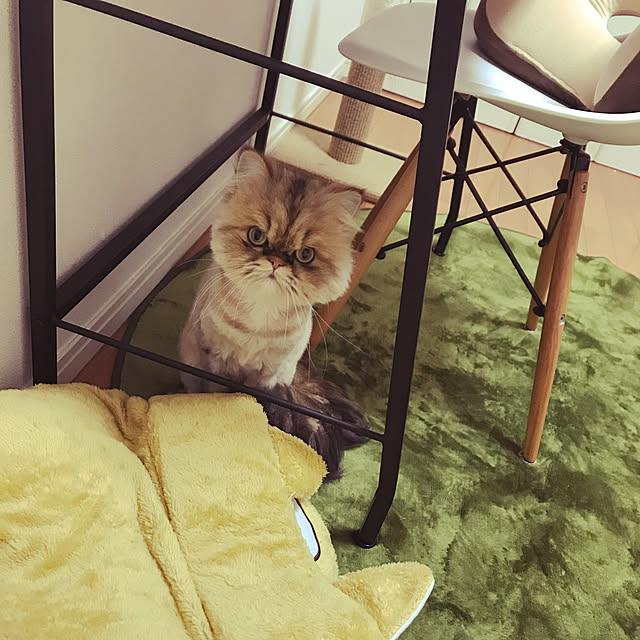 机/猫のインテリア実例 - 2018-04-07 01:09:24