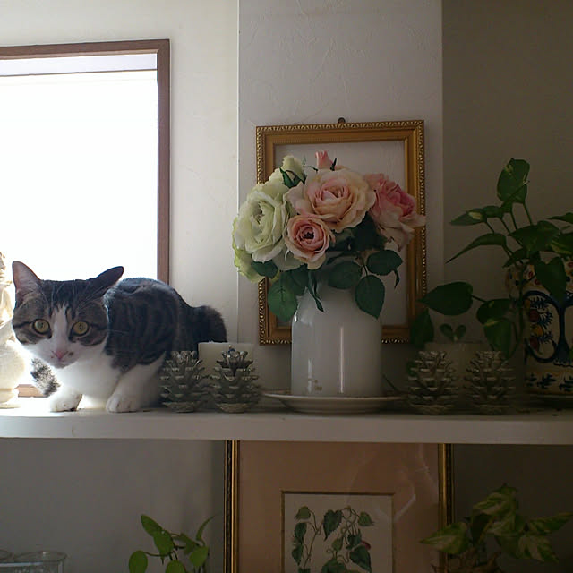 kimiさんの実例写真