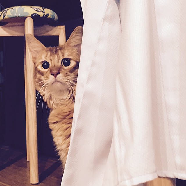 sakineko528さんの実例写真
