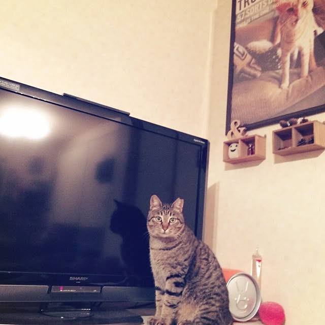 panchanさんの実例写真