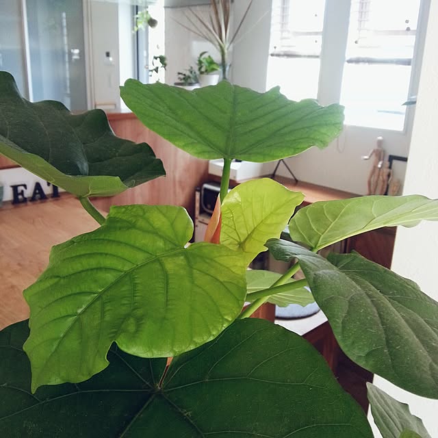 Mayu..さんの実例写真