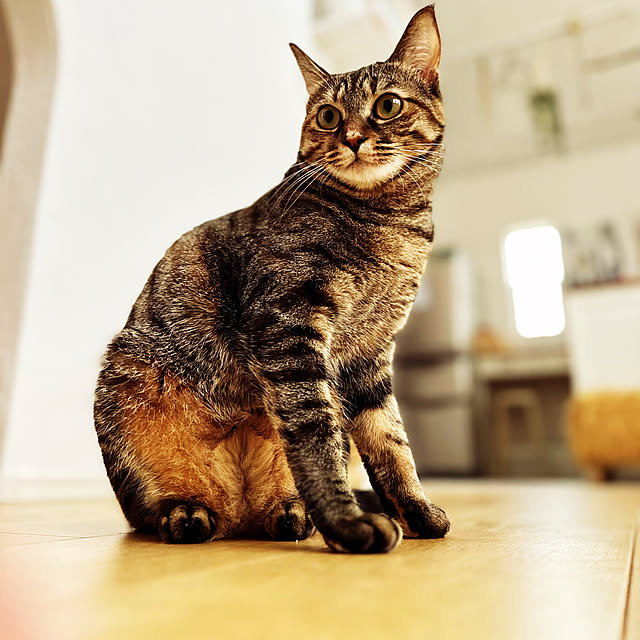 Tanukoさんの実例写真
