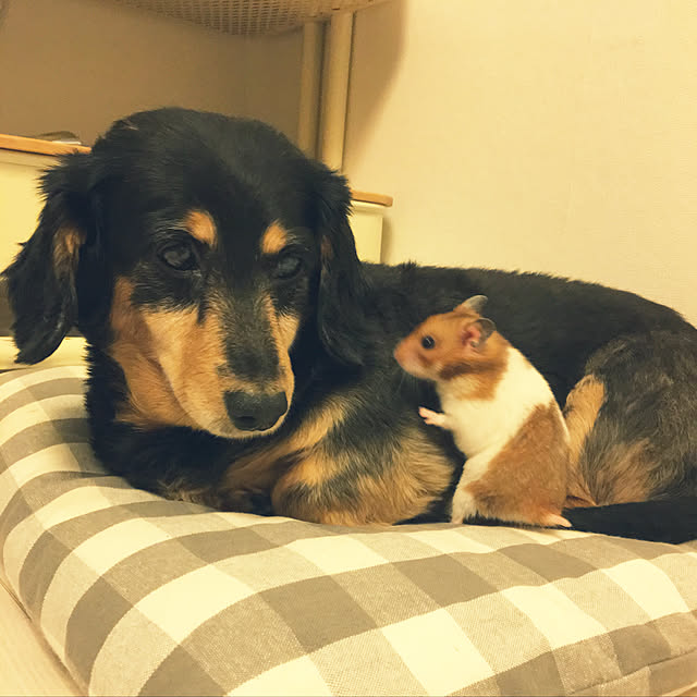 ohanaさんの実例写真