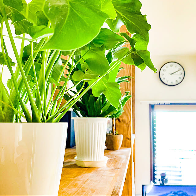 書斎/DIY/観葉植物/棚のインテリア実例 - 2020-10-02 05:43:31