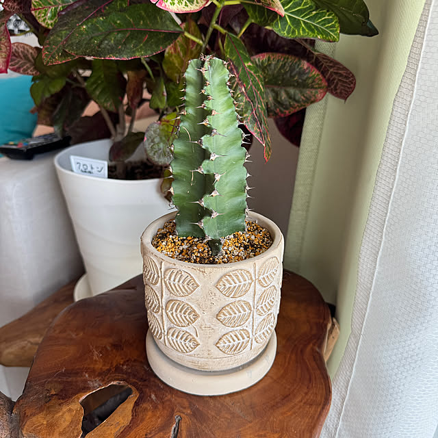 dadarikaさんの実例写真