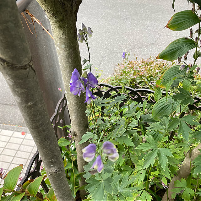 mamizaさんの実例写真