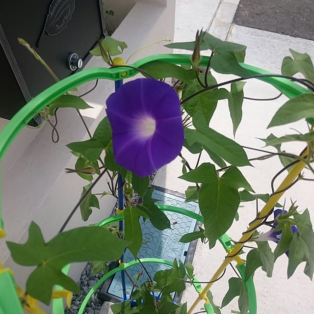 whitebirdさんの実例写真