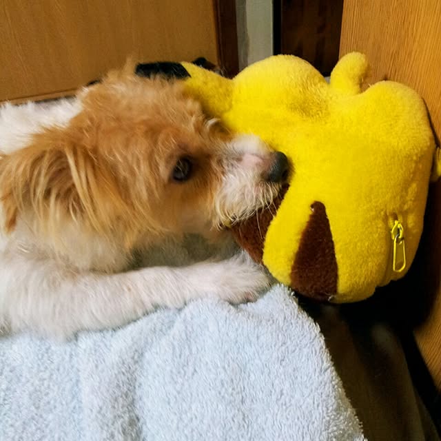 kakkyさんの実例写真