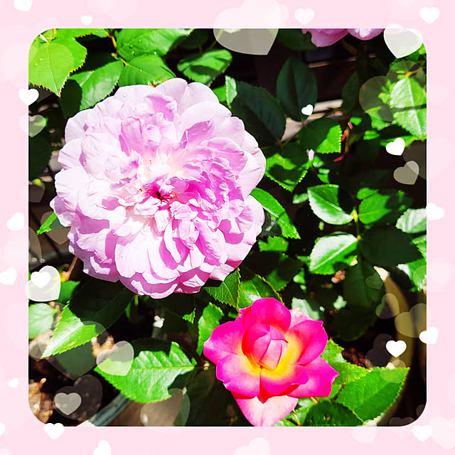mimi828さんの実例写真