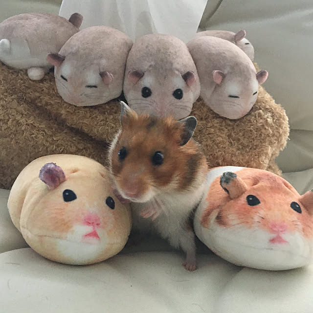 ohanaさんの実例写真