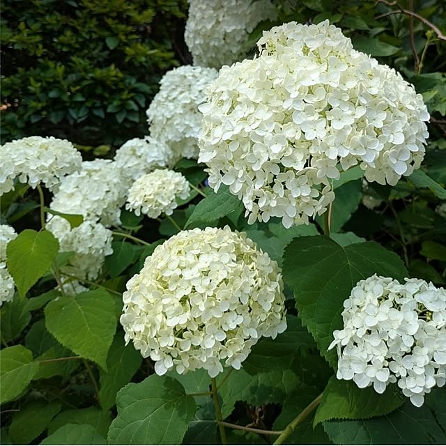 ku-garnet18さんの実例写真