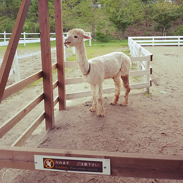 実例写真