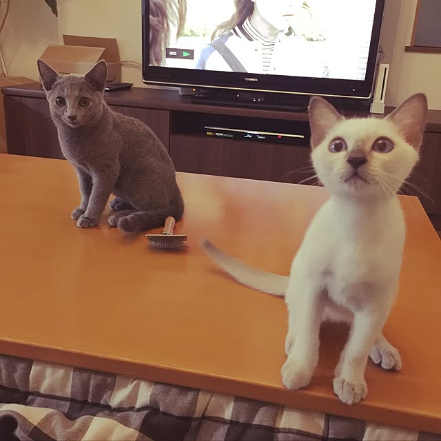 maaayonさんの実例写真