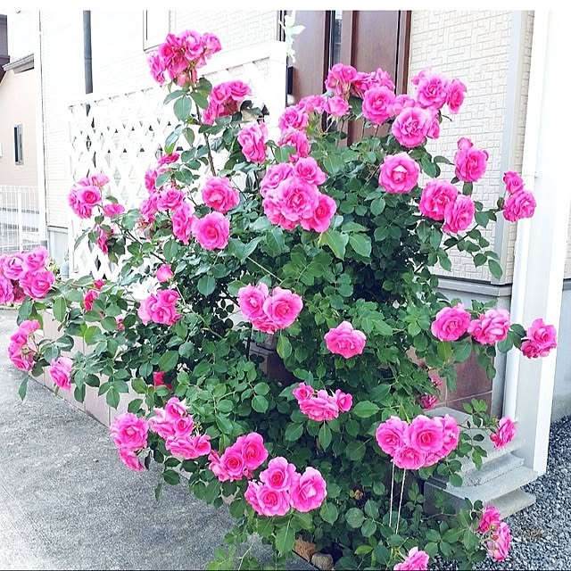 Bienvenueさんの部屋