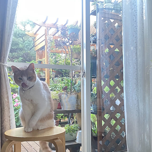 mintteaさんの部屋