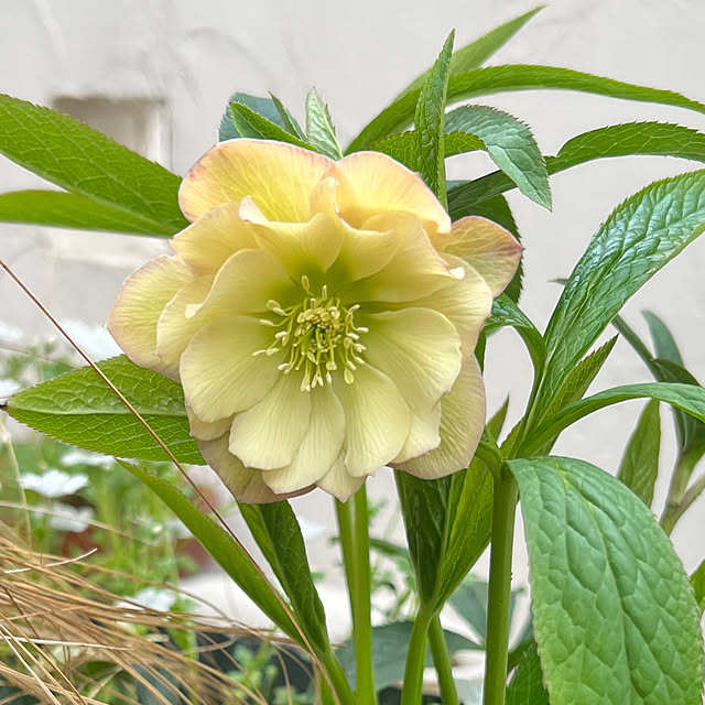 hinamamaさんの部屋