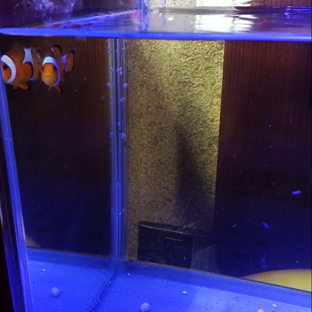 ichichiさんの実例写真