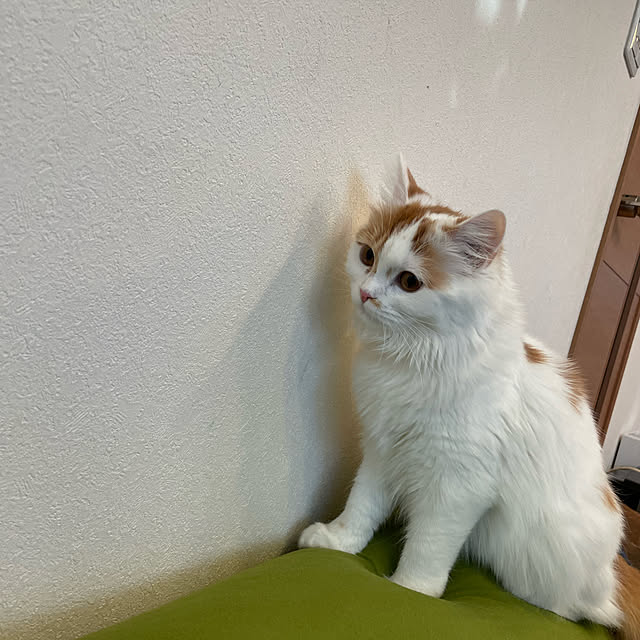 kinakoさんの実例写真