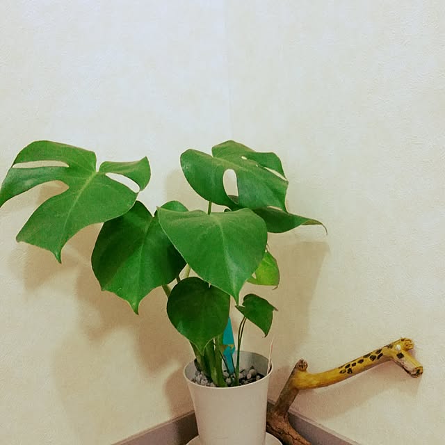 eritanさんの実例写真
