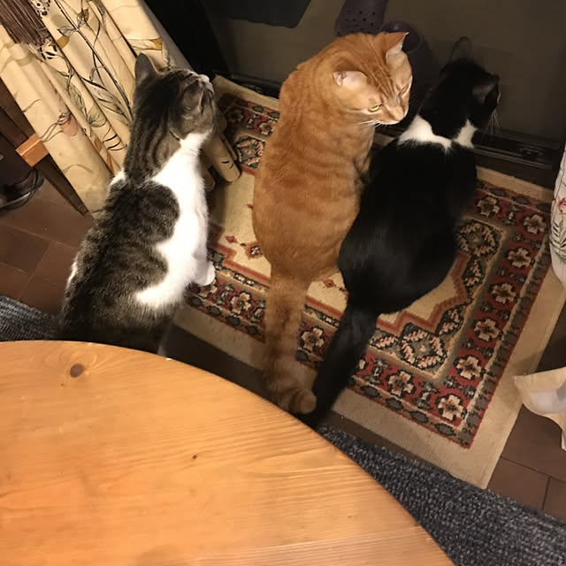 okyosan101さんの実例写真