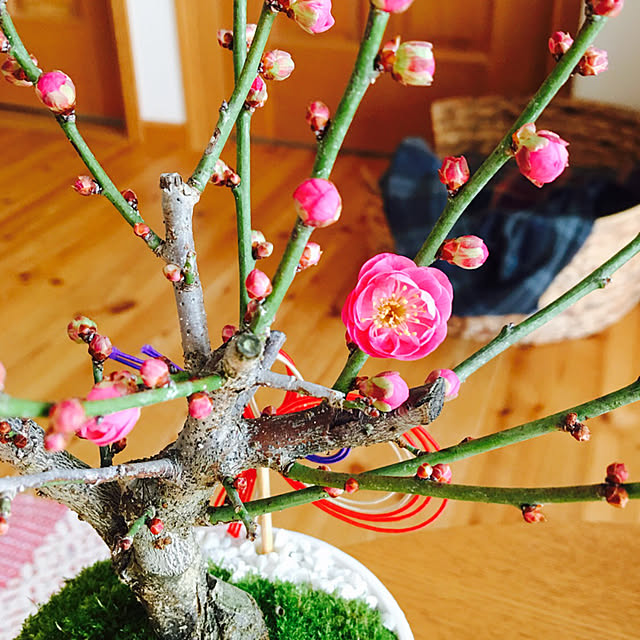 misacoさんの実例写真