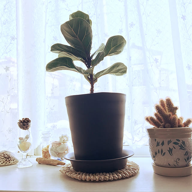 リビング/観葉植物/観葉植物のある暮らし/ナチュラル/子供がいる家のインテリア実例 - 2018-01-23 10:17:24