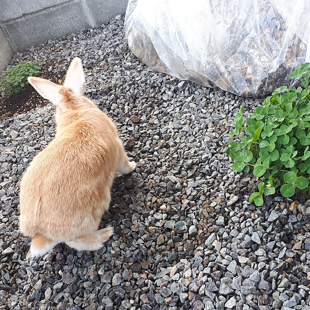 aiさんの実例写真