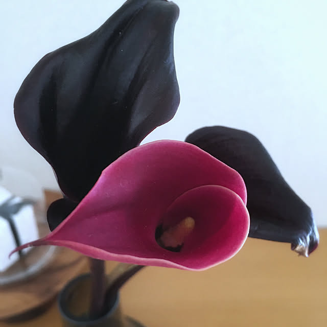 nepenthesさんの実例写真