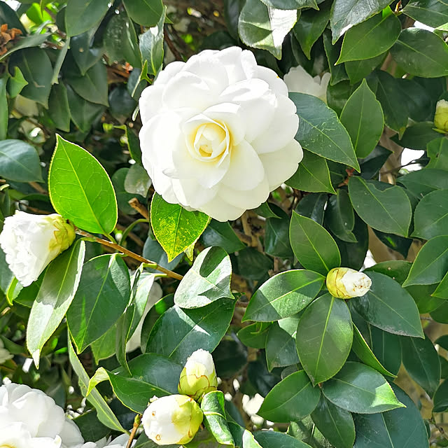 部屋全体/庭の花/白椿/季節の花/庭のインテリア実例 - 2019-04-11 07:23:01