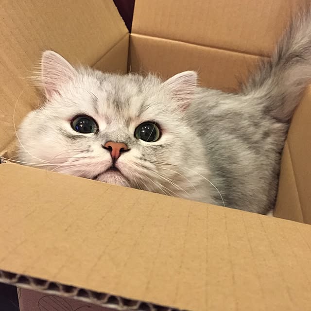 horurunさんの実例写真