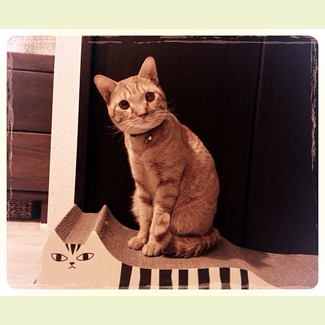 n-sanさんの実例写真