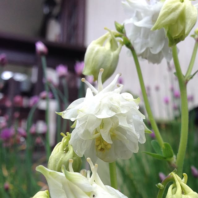 hiyodorinさんの実例写真