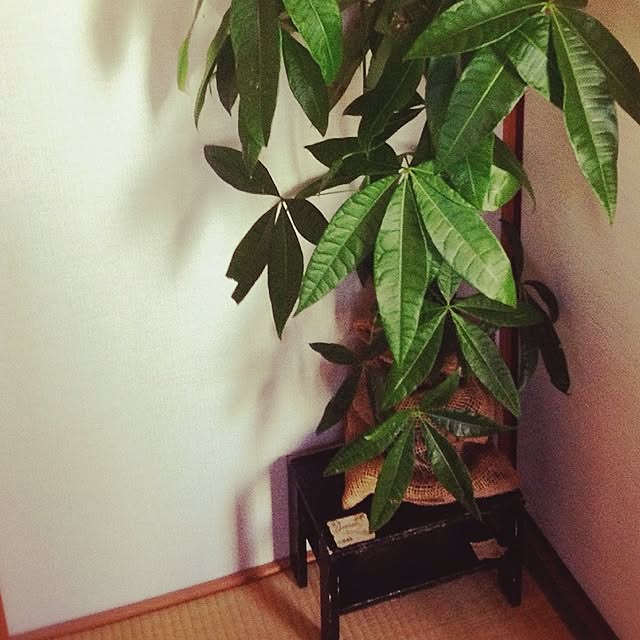 rookuさんの実例写真