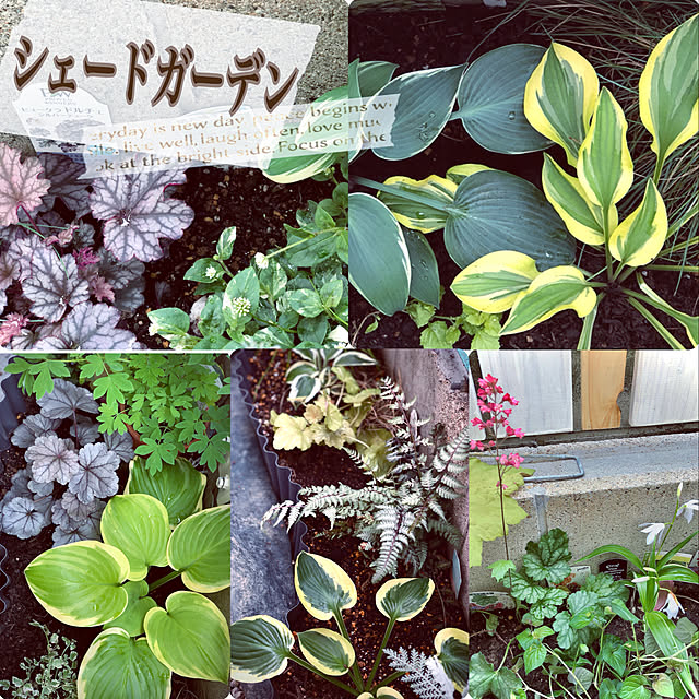 hinamamaさんの実例写真