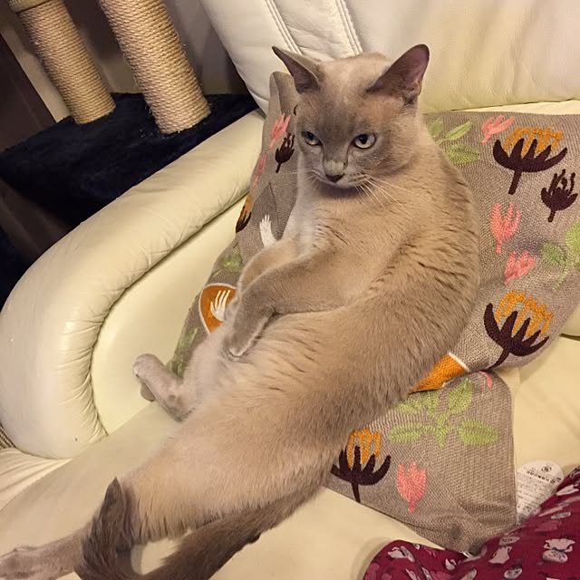 monkeymajimajikさんの実例写真