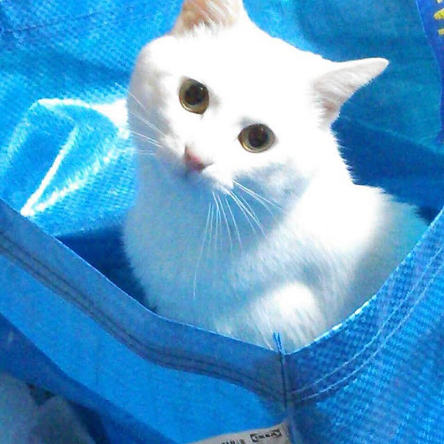 Tamamamaさんの実例写真
